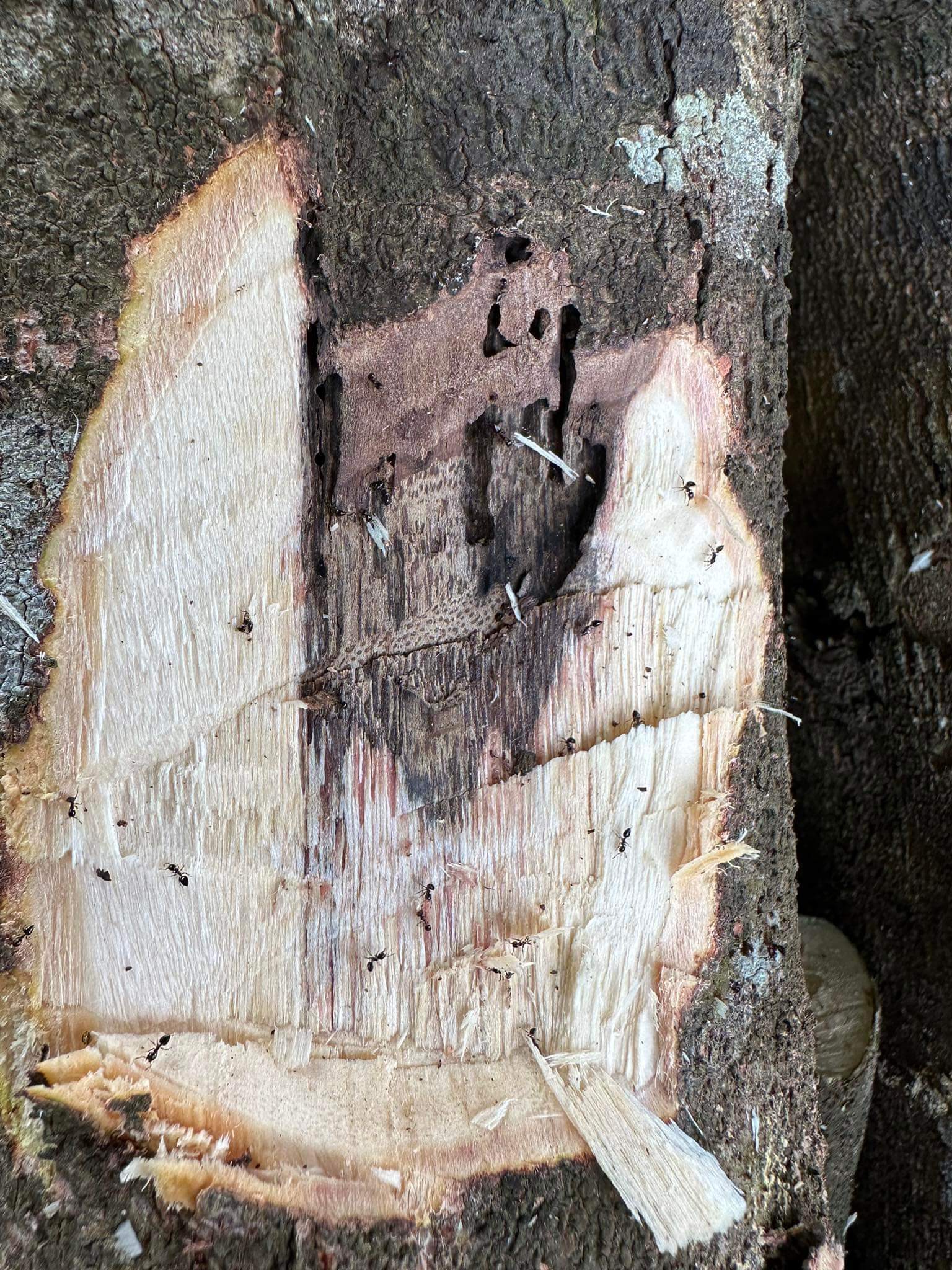 Gỗ trầm kiến hương để trong nhà có tốt không